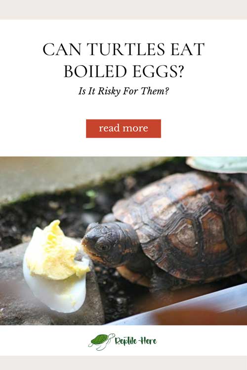 Can Turtles Eat Boiled Eggs