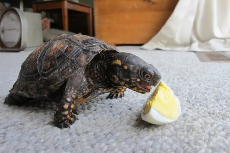 Can Turtles Eat Boiled Eggs