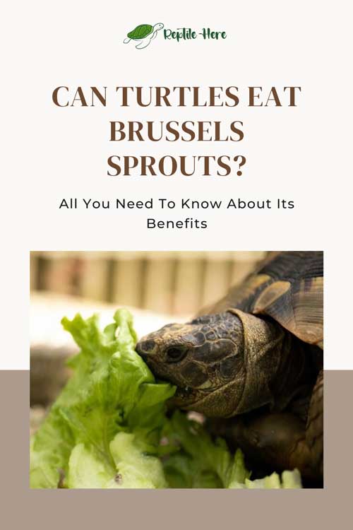 Can Turtles Eat Brussels Sprouts