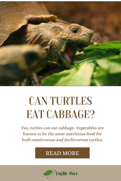 Can Turtles Eat Cabbage