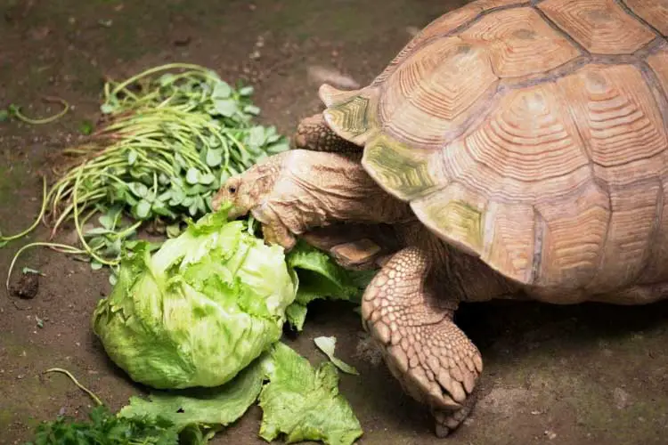 Can Turtles Eat Cabbage? Which Species Like Them Most?