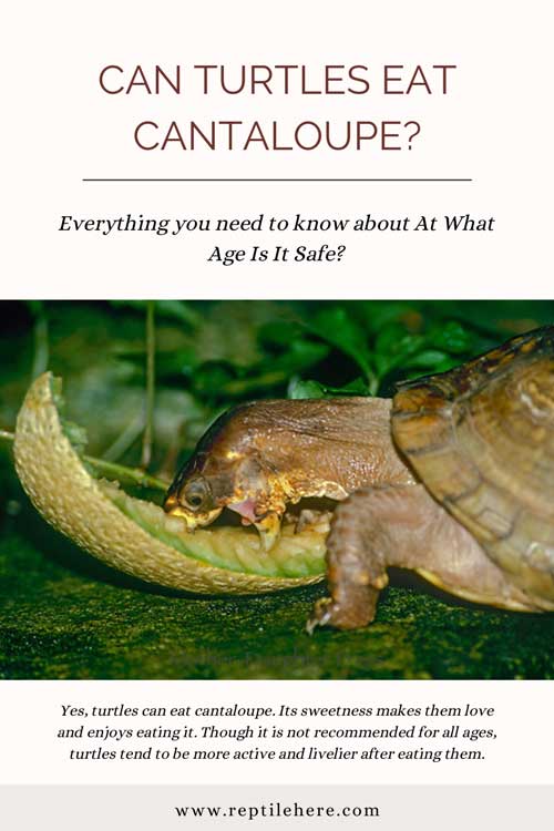 Can Turtles Eat Cantaloupe