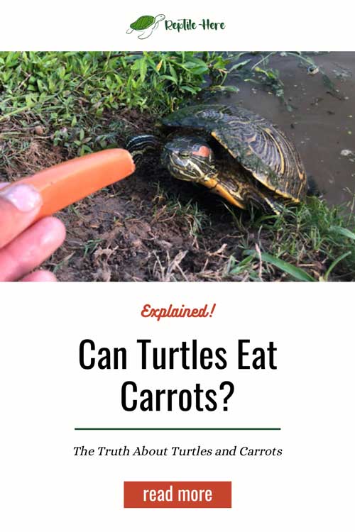 Can Turtles Eat Carrots