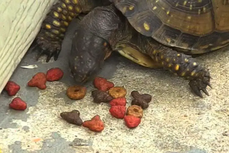 Can Turtles Eat Dry Dog Food