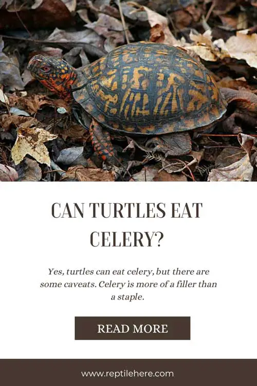 Can Turtles Eat Celery