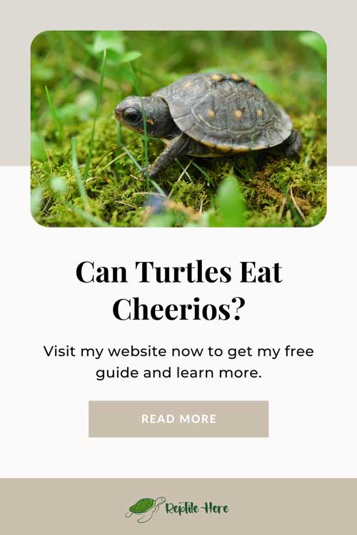 Can Turtles Eat Cheerios