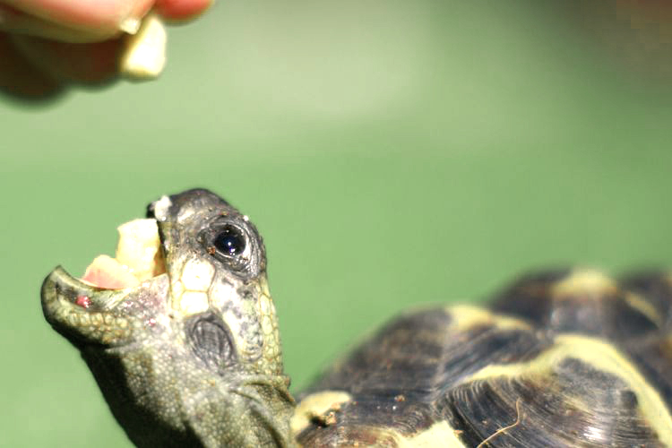 Can Turtles Eat Cheerios