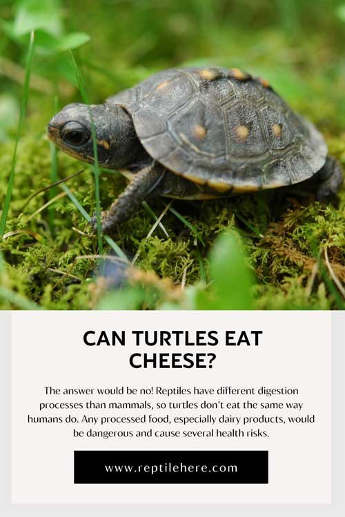 Can Turtles Eat Cheese