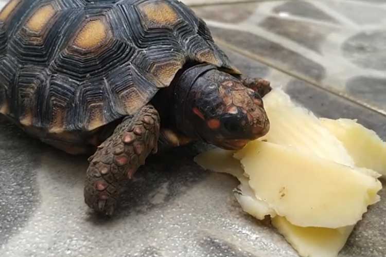 can-turtles-eat-cheese-things-you-should-know