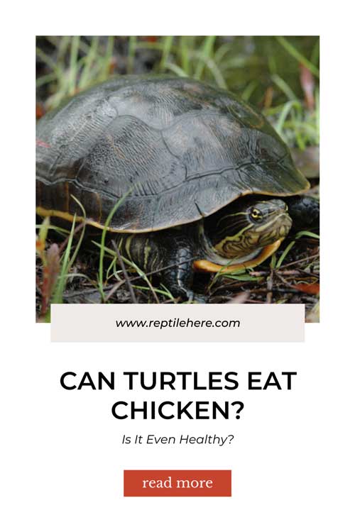 Can Turtles Eat Chicken