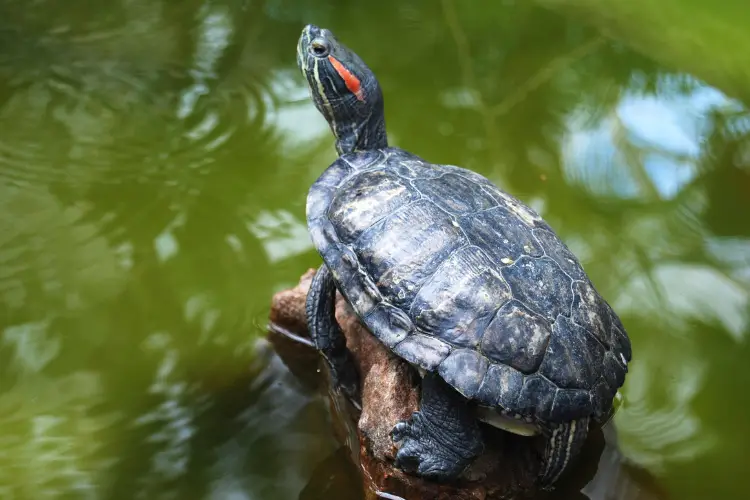 Can Red Ear Slider Turtles Eat Chicken? 2