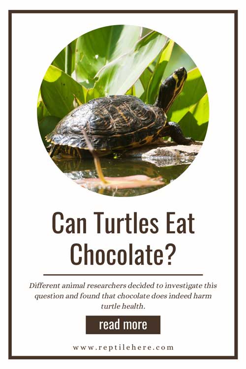 Can Turtles Eat Chocolate