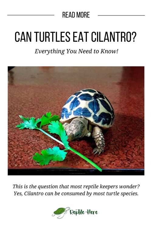 Can Turtles Eat Cilantro