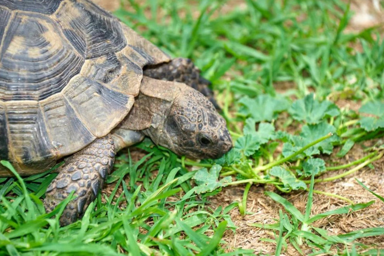 Can Turtles Eat Cilantro—Everything You Need to Know!