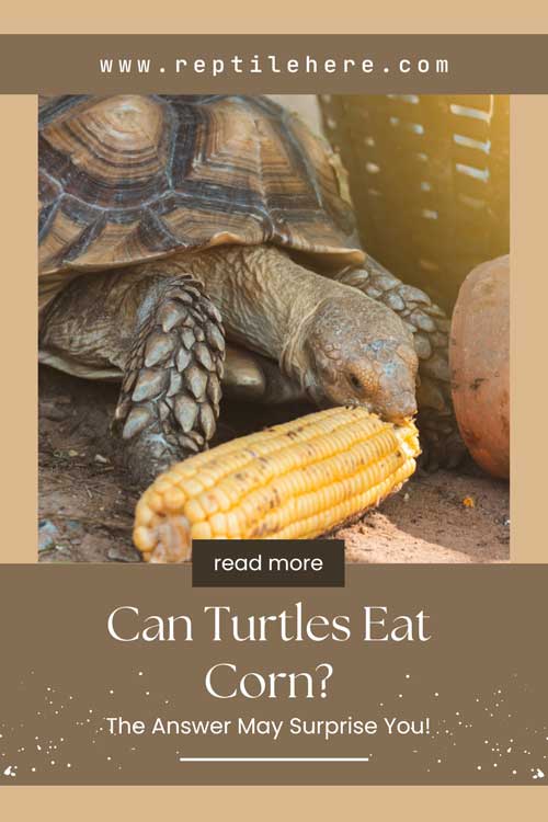 Can Turtles Eat Corn