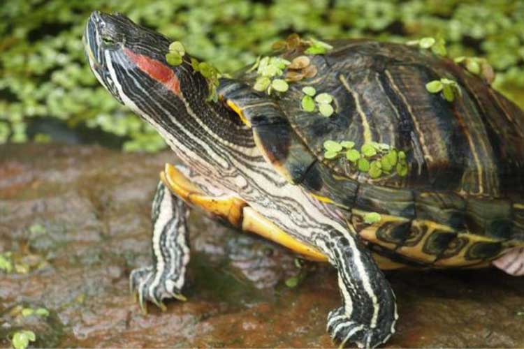 Can Turtles Eat Crickets - Know for Their Betterments