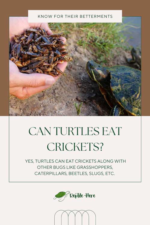 Can Turtles Eat Crickets