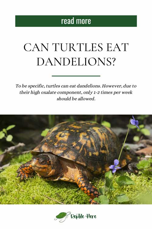 Can Turtles Eat Dandelions