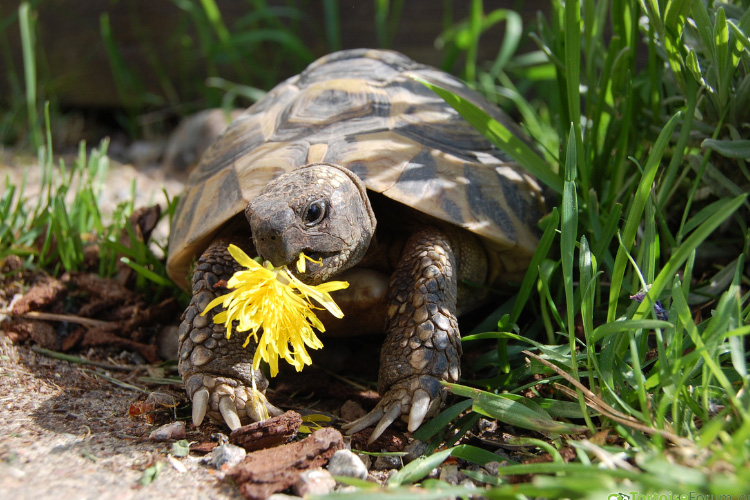 Can Turtles Eat Dandelions? Or it’s just a myth!