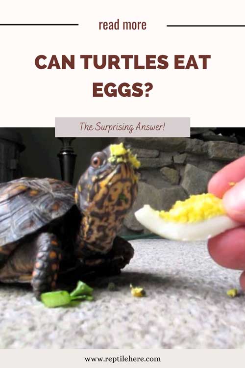 Can Turtles Eat Eggs