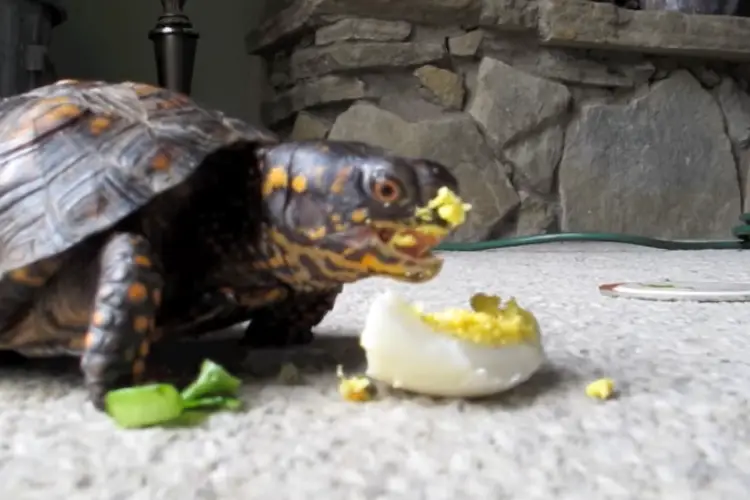 Can Turtles Eat Eggs