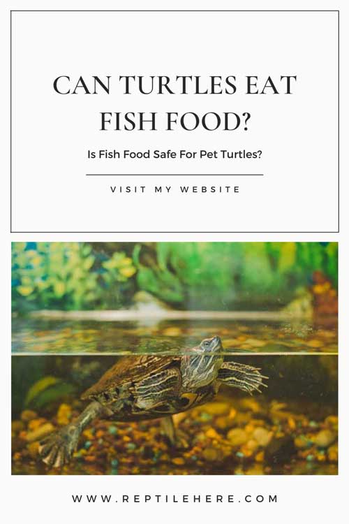 Can Turtles Eat Fish Food