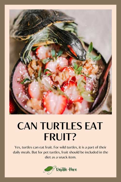 Can Turtles Eat Fruit