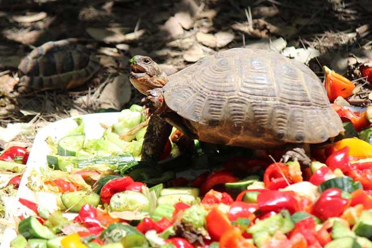 Can Turtles Eat Fruit Should Your Feed It Daily