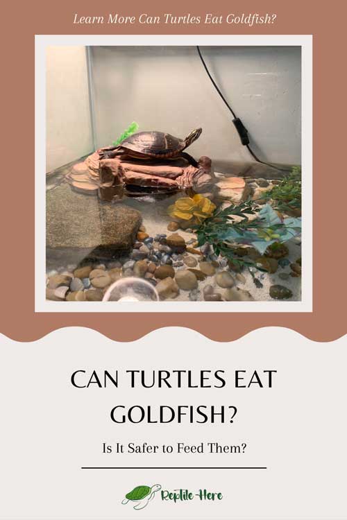 Can Turtles Eat Goldfish