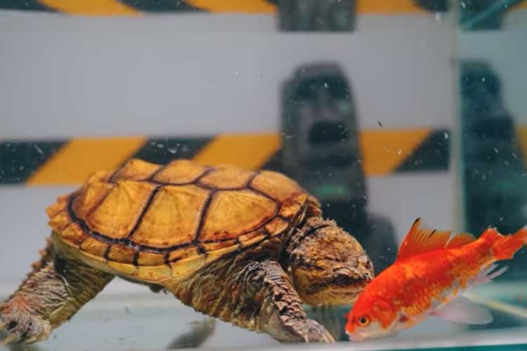 Can Turtles Eat Goldfish? Is It Safer to Feed Them?