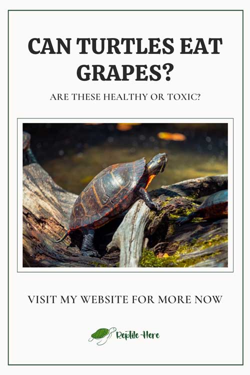 Can Turtles Eat Grapes