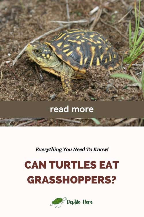 Can Turtles Eat Grasshoppers