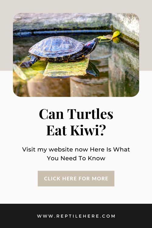 Can Turtles Eat Kiwi