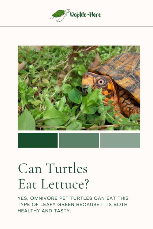 Can Turtles Eat Lettuce