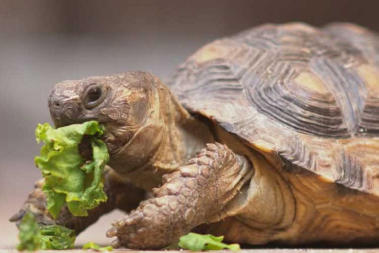 do-land-turtles-only-eat-lettuce-que-comen-las-tortugas-tortugas-comida