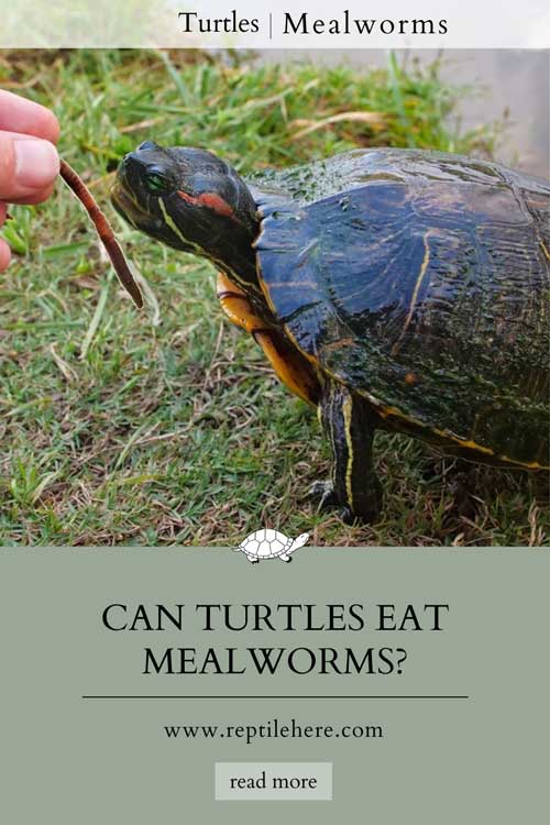 Can Turtles Eat Mealworms