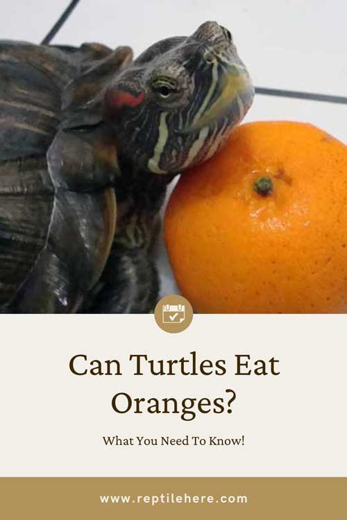 Can Turtles Eat Oranges