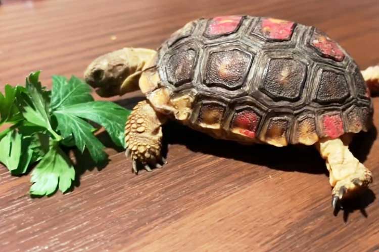 Can Red Eared Slider Turtles Eat Parsley? 2