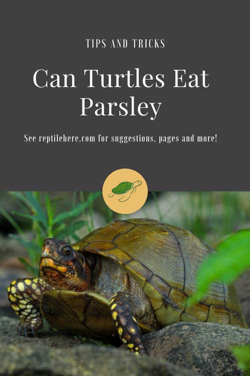 Can Turtles Eat Parsley