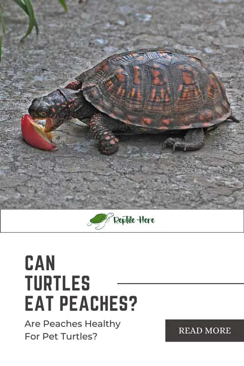 Can Box Turtles Eat Peaches? 2