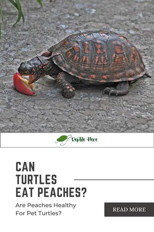 Can Turtles Eat Peaches