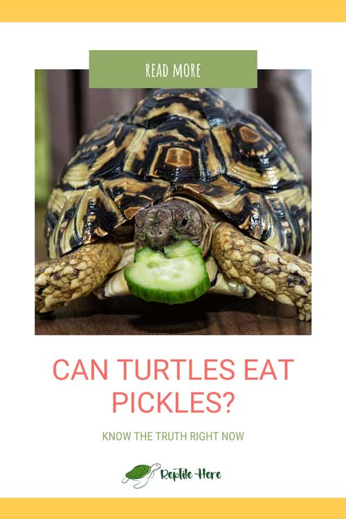 Can Turtles Eat Pickles