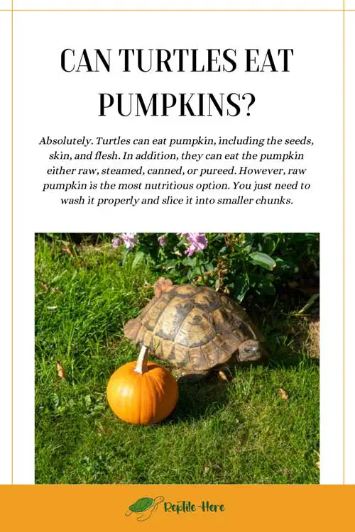 Can Turtles Eat Pumpkins