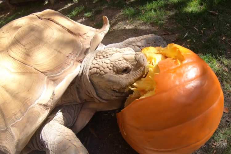 Can Dogs Eat Pumpkins Raw