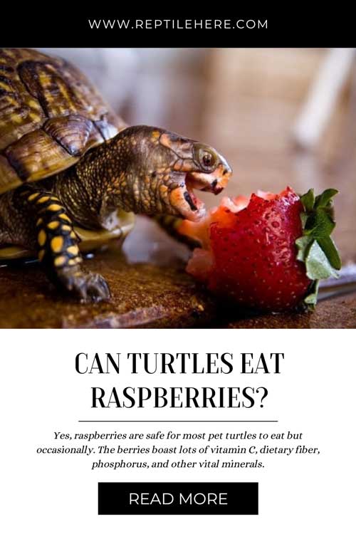 Can Turtles Eat Raspberries? Are Raspberries Harmful To Pet Turtles?