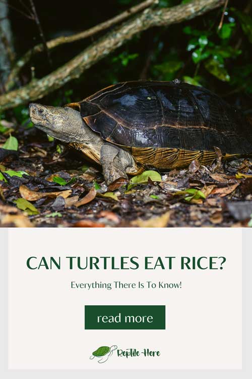 Can Turtles Eat Rice