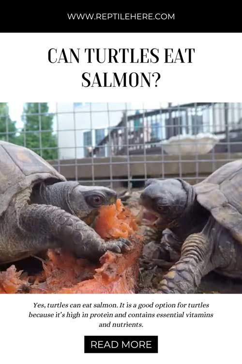 Can Turtles Eat Salmon