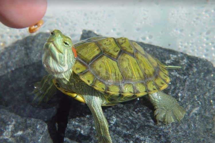 Can Turtles Eat Shrimp? An Amazing Protein Source to Learn About