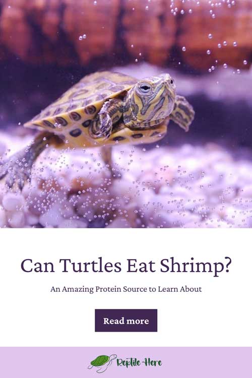 Can Turtles Eat Shrimp