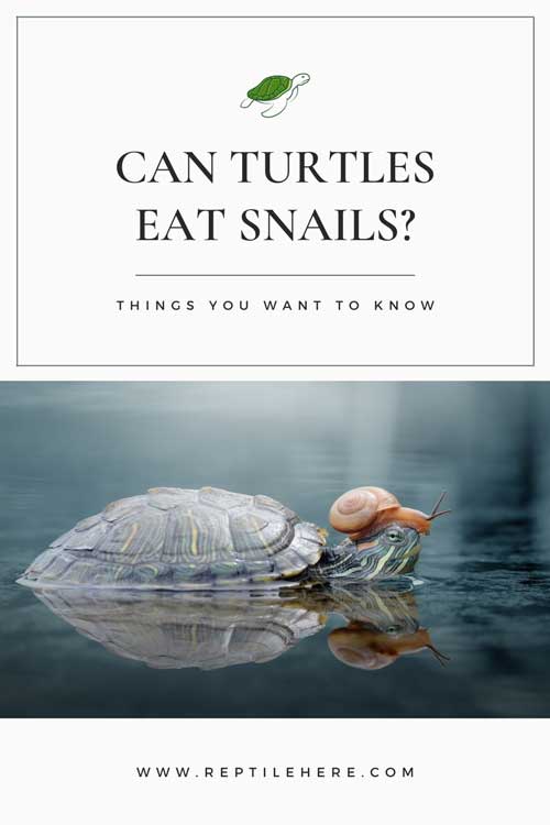 Can Turtles Eat Snails